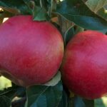 Secretul grădinarilor pentru o recoltă bogată! Ce trebuie să faci cu pomii fructiferi ca să ai fructe mari și dulci featured-51