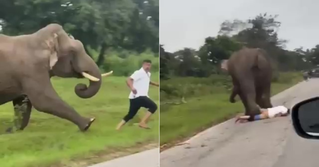 El a suferit un atac brutal al unui elefant în India și a trebuit să plătească o amendă pentru a intra într -o secvență interzisă din zonă înregistrată de alți vizitatori a dus la sancțiuni și a reînnoit dezbaterea privind coexistența dintre oameni și animale sălbatice în spații protejate