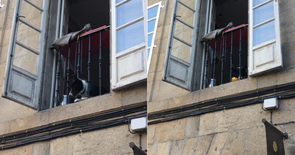 Un câine devine viral în Tiktok pentru că a jucat de la o fereastră cu pietonii din Spania, spontaneitatea unui animal a transformat o stradă aglomerată într -un scenariu de interacțiune