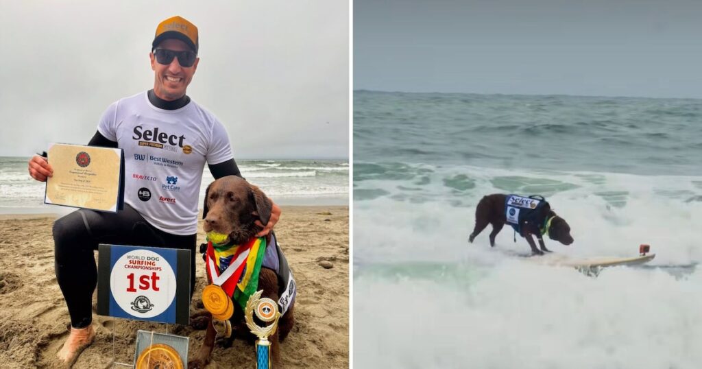 Un labrador a devenit campion de două timp al lumii canine de surfing