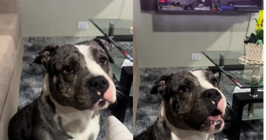„Este al meu”: reacția geloasă a unui câine înaintea iubitei scenei sale de proprietar, înregistrată de un utilizator Tiktok, arată cum mascota Cadra și chiar o mușcă cu blândețe pe tânăra când își exprimă afecțiune față de partenerul ei