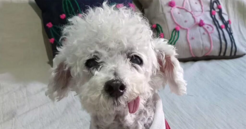 Adio lui Marcelito: The Poodle care a cucerit rețelele de socializare mii de utilizatori și -a exprimat regretul după moartea popularului Toy Poodle, a cărui poveste și carisma au generat o comunitate virtuală unită prin afecțiune și anecdote împărtășite cu Silvina, proprietarul său