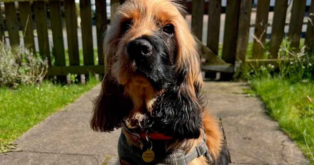 Ralphie, cockerul care a atins rețelele și a devenit viral. Câinele britanic face furori pe rețelele de socializare pentru fața împărțită în două culori, rezultat al unei afecțiuni genetice rare care îl face unic printre milioanele de exemplare din rasa sa.