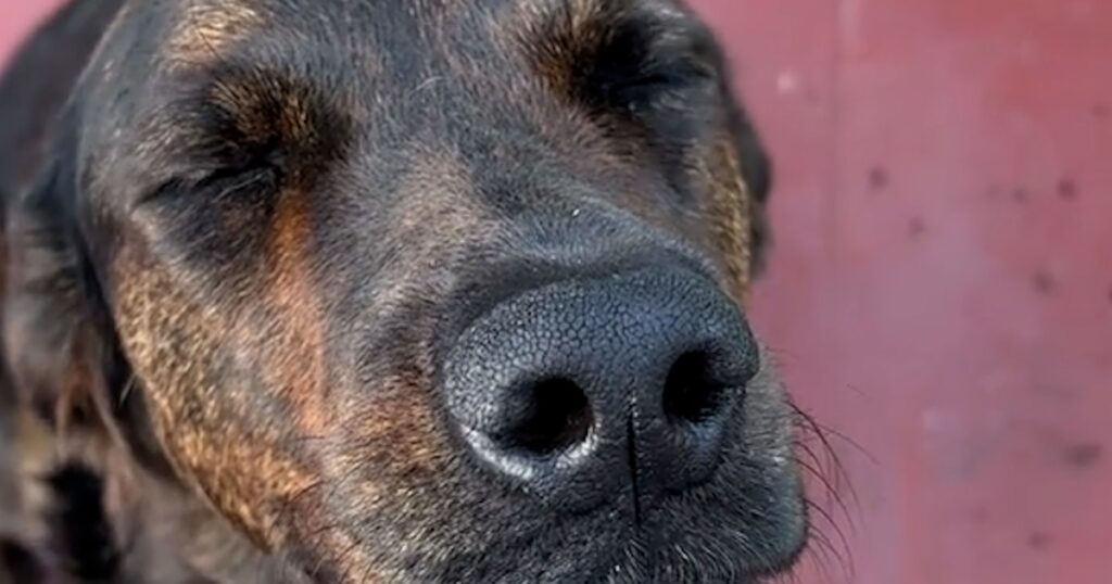Strategia tandră a unui câine pentru a evita o provocare care mătura rețelele de socializare mii de utilizatori nu a putut rezista farmecului animalului de companie care, după ce a bătut peste un vas de flori, a decis să închidă ochii și să se prefacă că nu s -a întâmplat nimic, generând empatie și râs pe Tiktok
