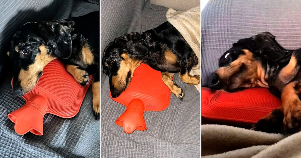 Videoclipul unui câine de cârnați și fixarea neașteptată pe o sticlă de apă caldă care a cucerit înregistrarea Networksa arată un dachshund care se agăță de o pungă termică, generând mii de reacții și comentarii pentru comportamentul său amuzant