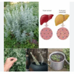 Plantele care curăță ficatul eficient și natural