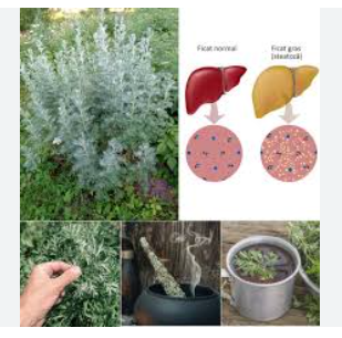 Plantele care curăță ficatul eficient și natural